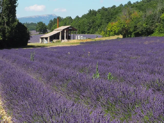 Vallon des Lavandes