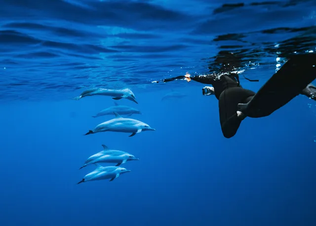 Iruka Hawaii Dolphin Snorkeling Tours