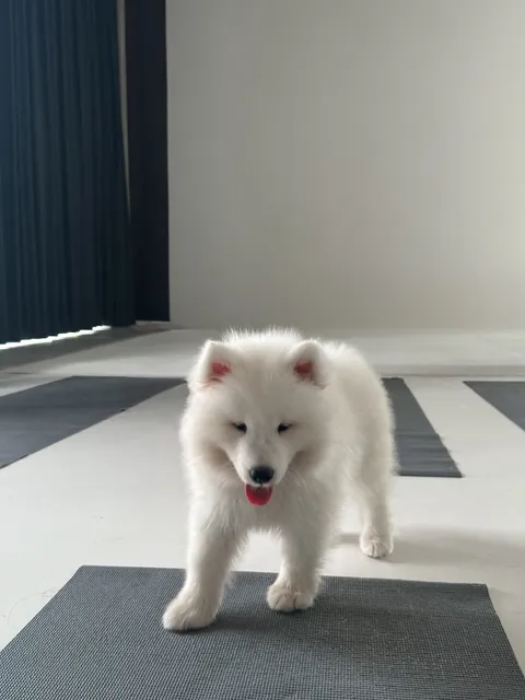 The Puppy Yoga London