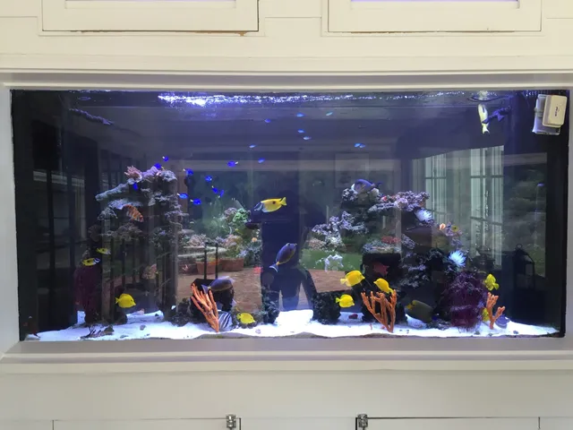 7 Seas Tropical Fish