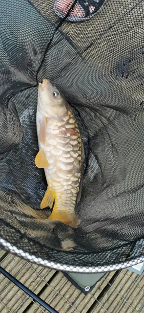 Manor farm fishing lakes