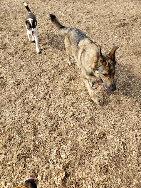 Tillsonburg Dog Park