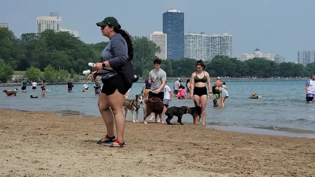 Montrose Dog Beach