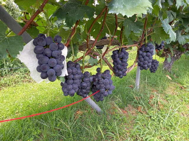 ぶどう狩り おの農園