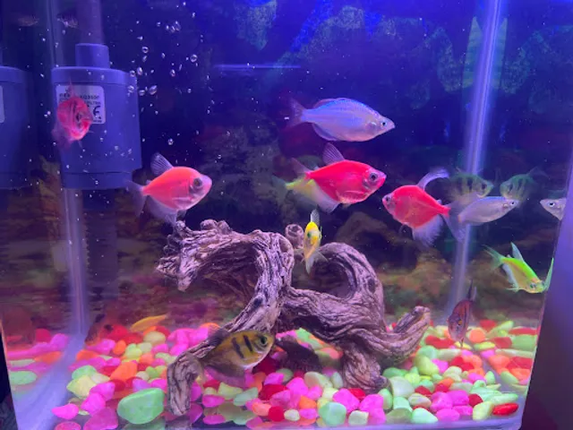 SPLASH Aqua & Pets (Seremban Jaya)