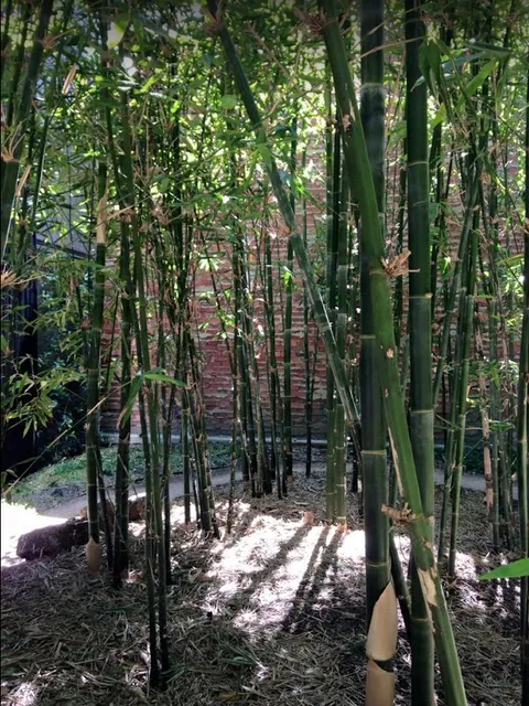 Bamboo Grove open via appointment.