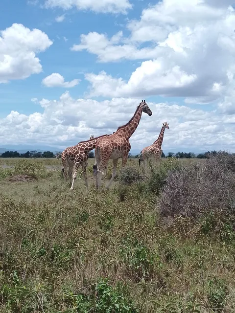 LAKE NAKURU NATIONAL PARK OFFICES