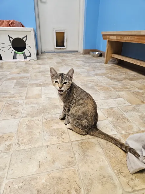 River Cities Humane Society for Cats