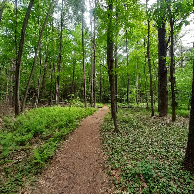 New England Trail at Robinson State Park