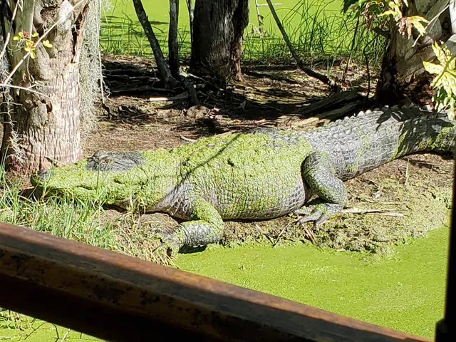 Brooks Brothers Alligator Farm