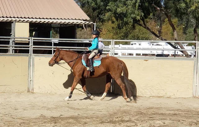Ivy Gate Farm Mary Morrison Owner & Head Trainer