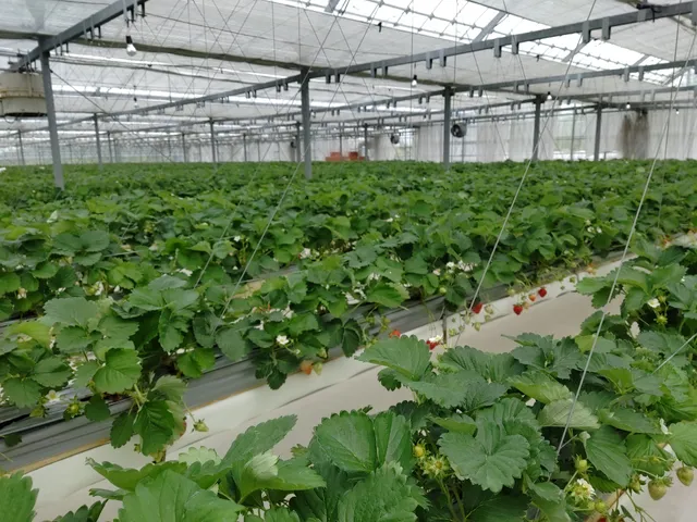 Haru Strawberry Farm