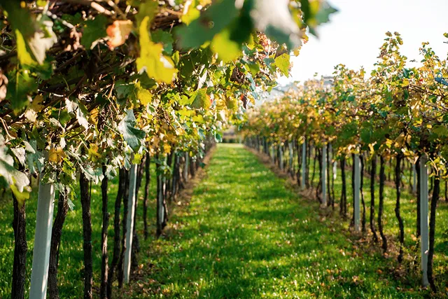 Tenute Falezza- Azienda Agricola San Felice Srl