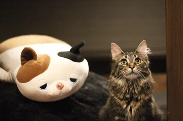 PuchiMarry ぷちまりー京都河原町店