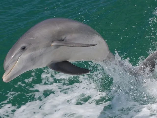 Island Boat Adventures