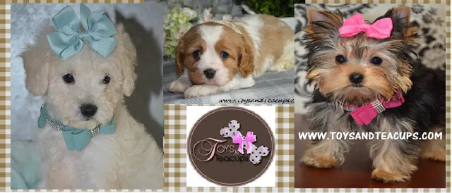 Alabama Toys & Teacups