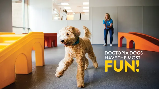Dogtopia of Decatur