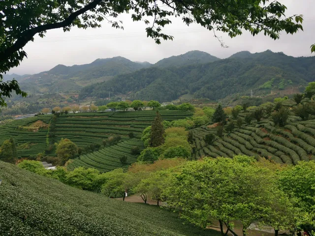 Yongfu Cherry Blossom Park