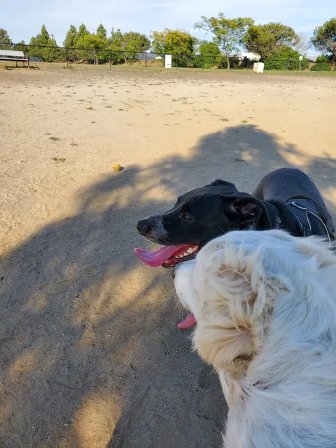 Maddox Park Dog Park