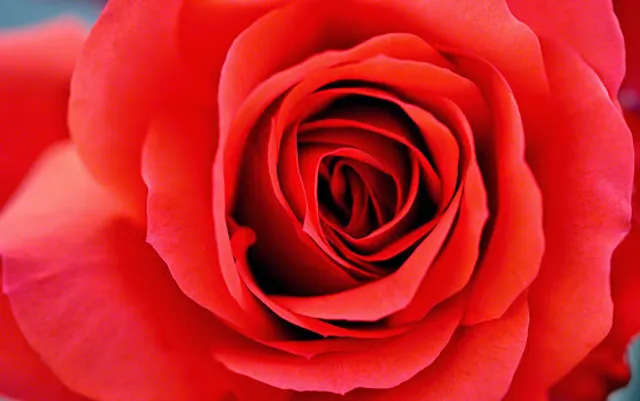 Rosicrucian Order AMORC