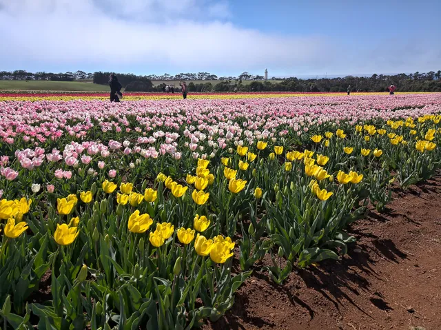 Van Diemen Quality Bulbs