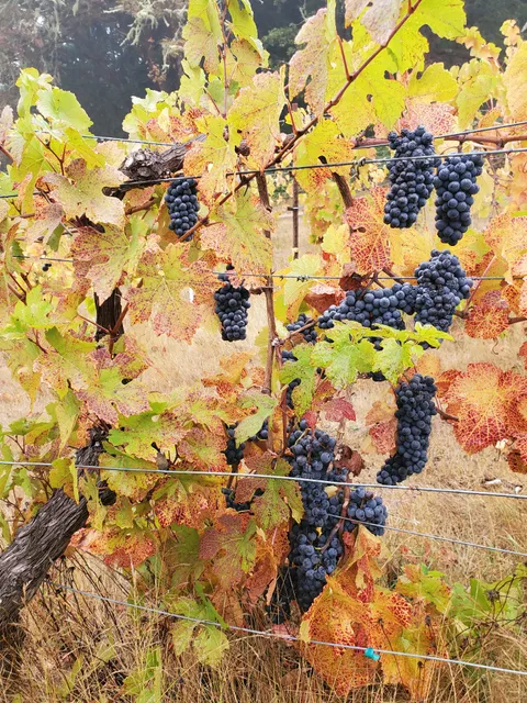 Borgo Pass Vineyards