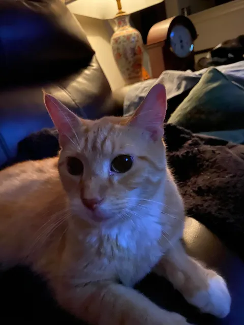 Furever Home Adoption Center