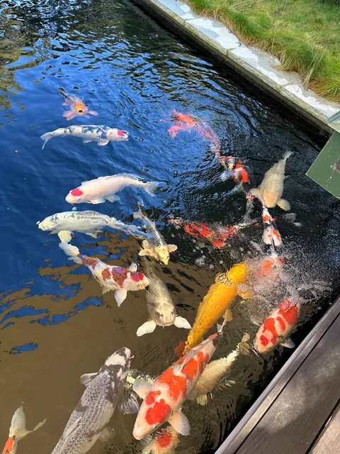 Bay Area Koi Ponds