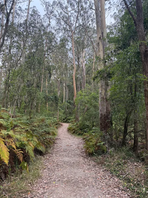 Blue Gum Walk