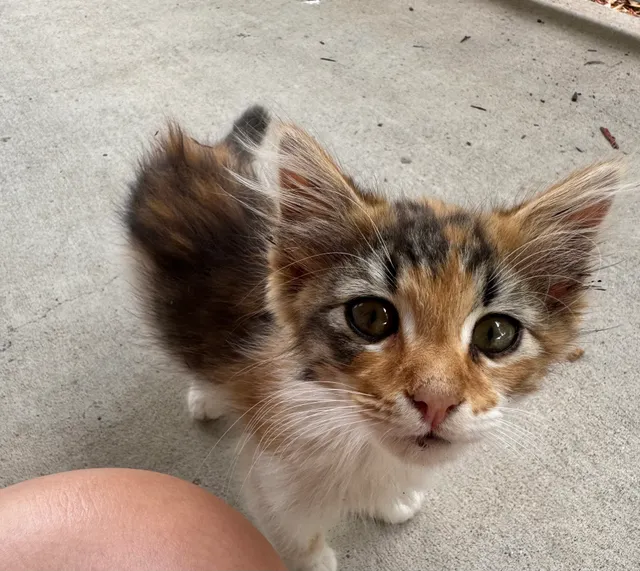 Save A Purrfect Cat Rescue