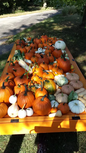 Downing Daughters' Pumpkin Patch