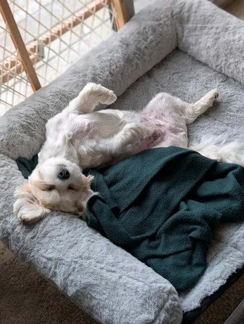 Claws and Paws Rescue