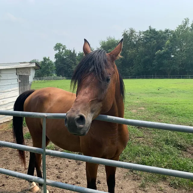 LORALEI'S ARK FARM AND RETREAT LLC