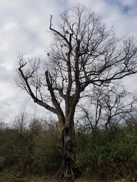 Devil's Tree