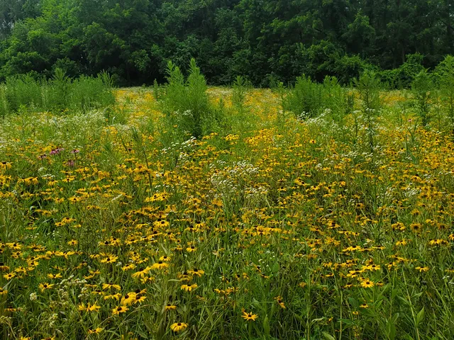 Infirmary Mound Park