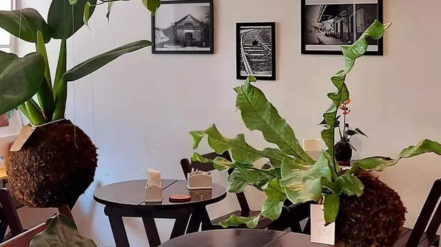 Divino Verde Kokedama e Café