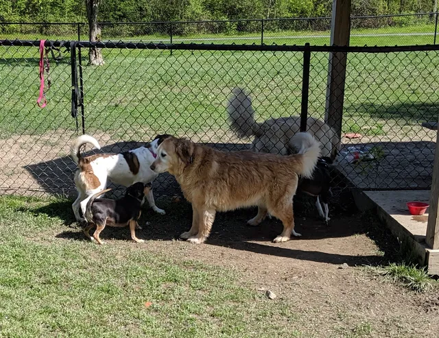 Town of Colonie Dog Park
