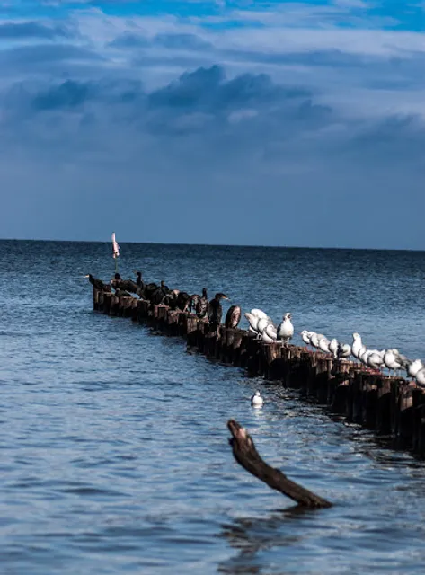 Angelika Hanikow / Gaststätte