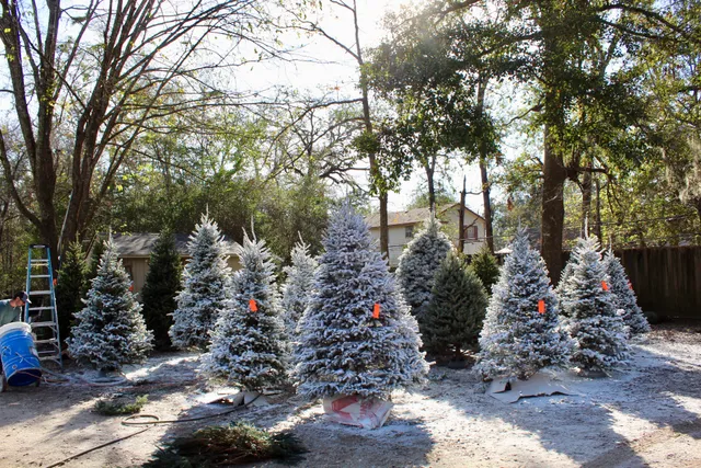Michigan Christmas Tree Guys