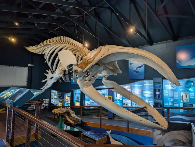 Whale Museum