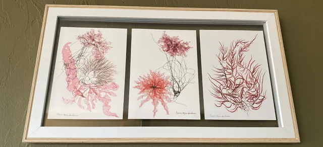 Corinna Kaufman Seaweed Art Gallery California