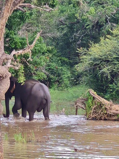 Yala National Park Museum| යාල උද්‍යානයේ කෞතුකාගාරය