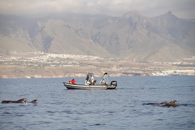 Bonadea II - Diomedea