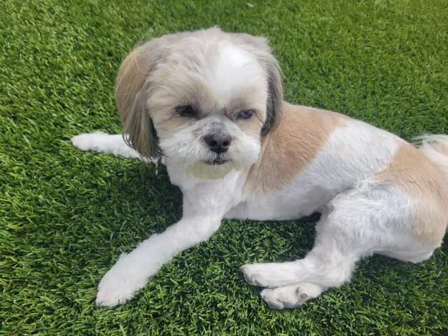 Colina Veterinary Hospital