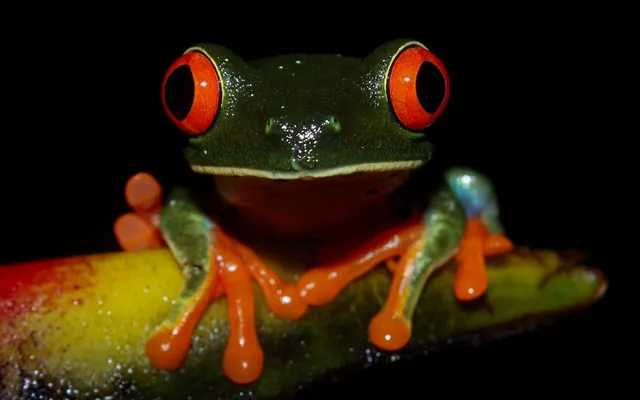 Night Tour La Fortuna