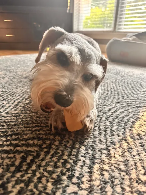 Tabby and Jacks Pet Supplies