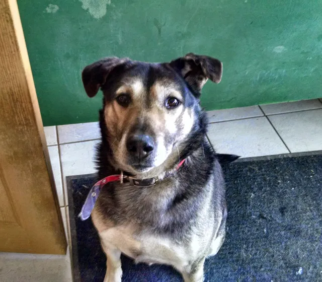 Paws 'n Purrs Pet Care