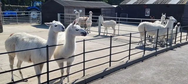 Graves park petting zoo