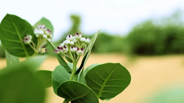 Southern National Park