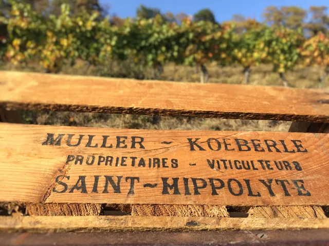 Domaine Muller-Koeberlé - Vins natures/Biodynamie